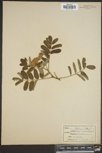 Sorbus occidentalis image