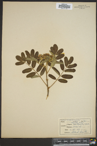 Sorbus occidentalis image