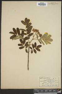 Sorbus occidentalis image