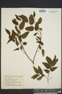 Celtis tenuifolia image