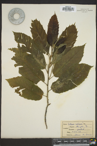 Castanea mollissima image