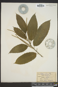 Castanea mollissima image