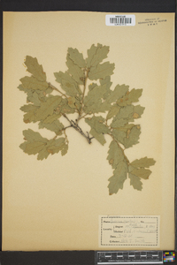 Quercus gambelii image