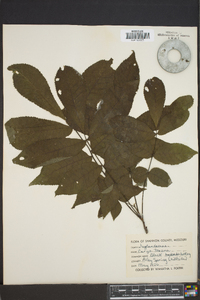 Carya texana image