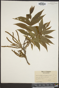 Carya texana image