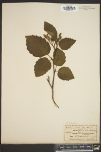 Alnus rubra image