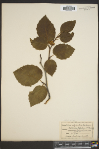 Alnus rubra image