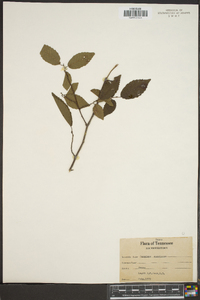 Carpinus americana image