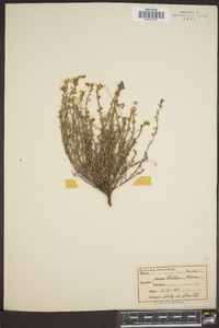 Andrachne phyllanthoides image