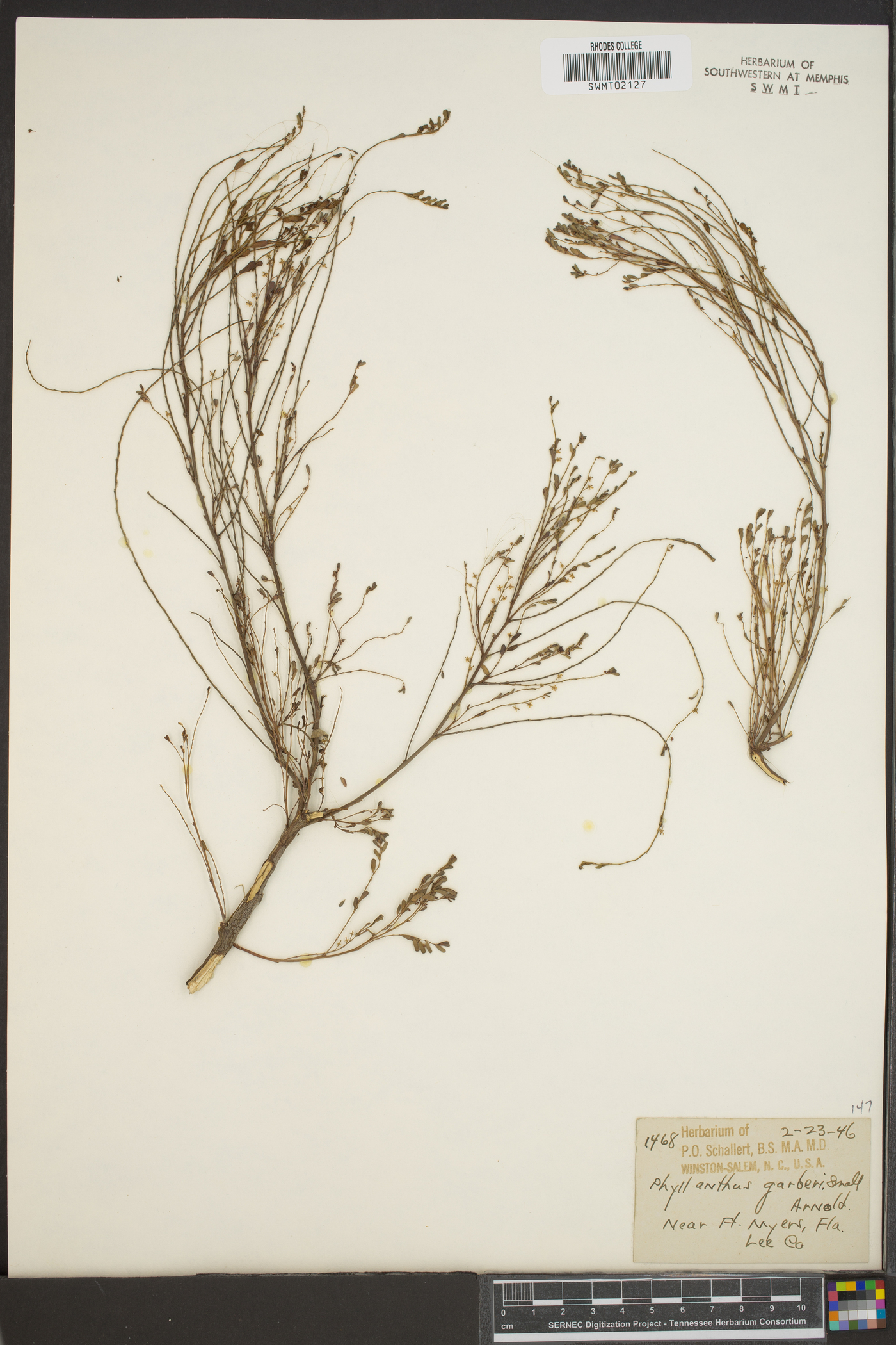 Phyllanthus garberi image