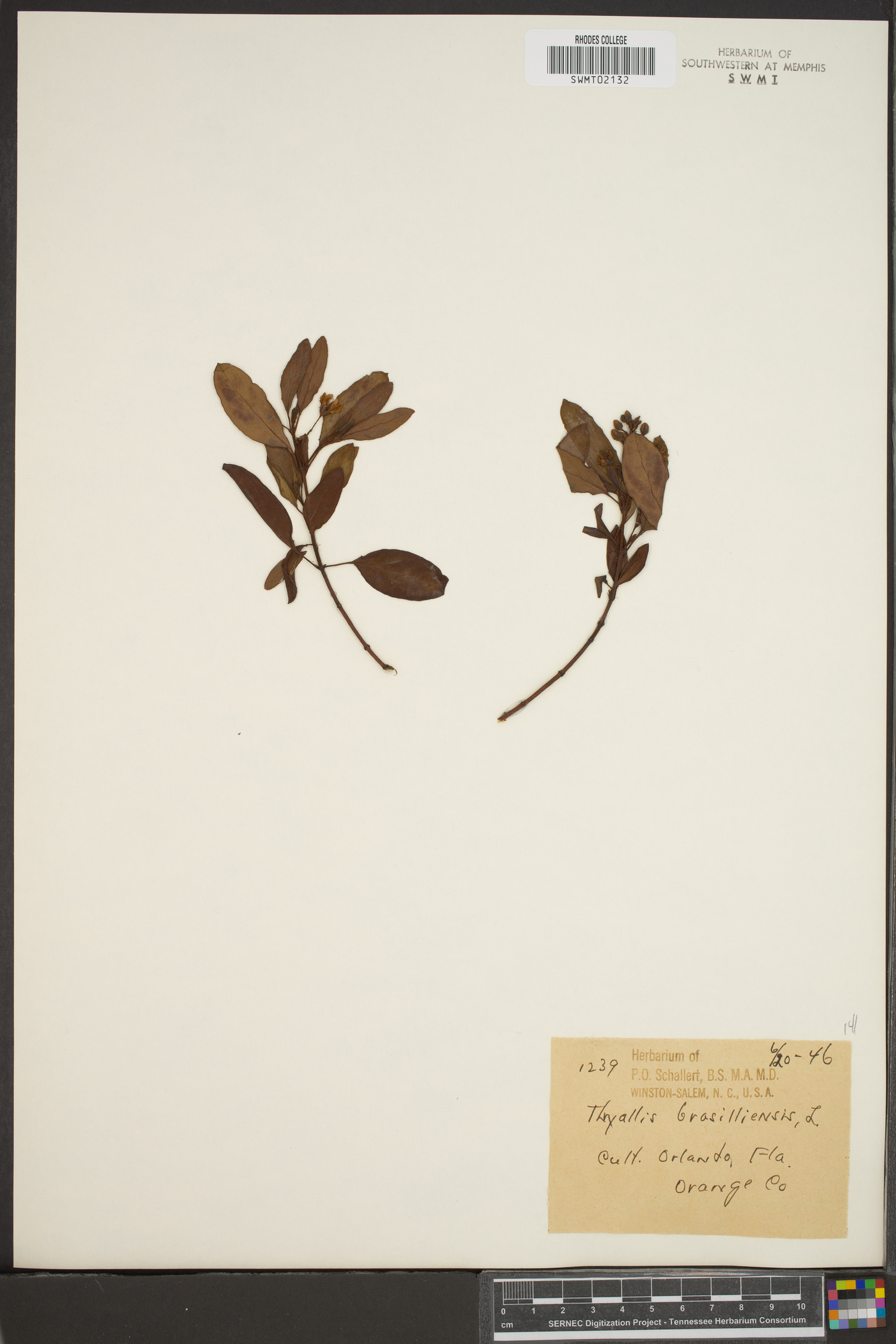 Thryallis gracilis image