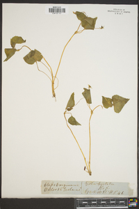 Viola hastata image