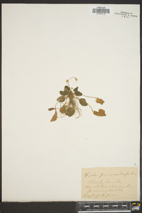 Viola primulifolia image