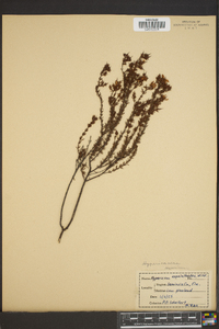 Hypericum aspalathoides image