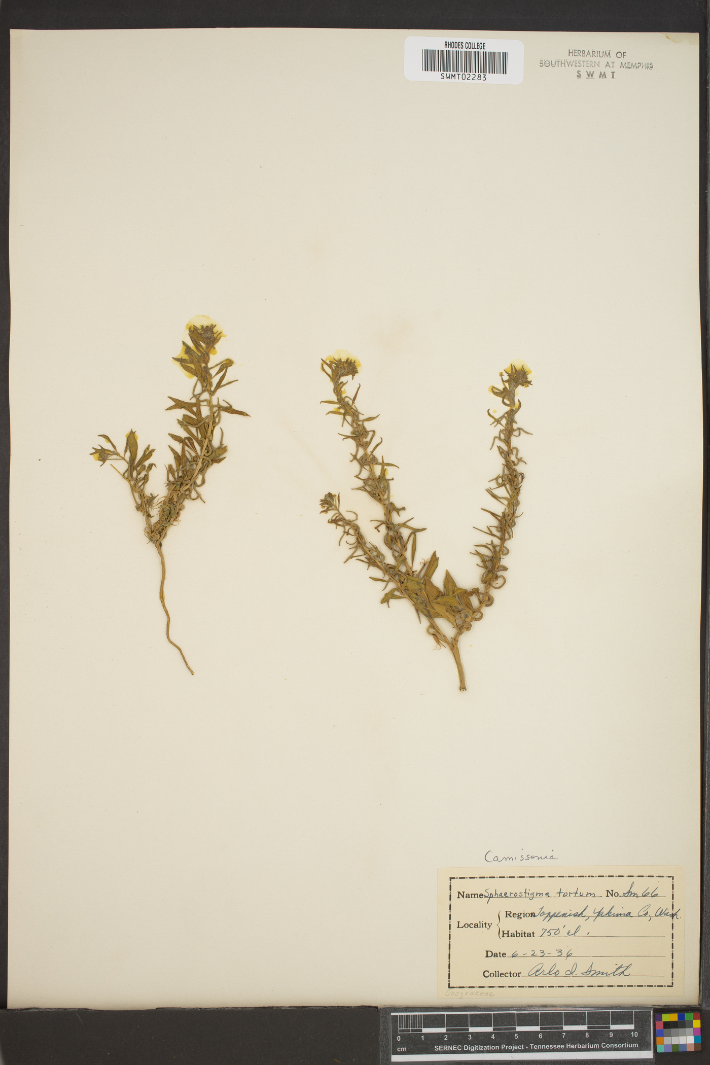 Sphaerostigma tortum image