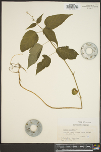 Circaea canadensis image