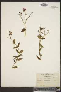 Rhexia aristosa image