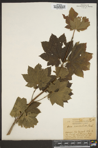 Acer circinatum image