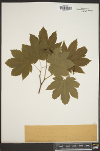 Acer circinatum image