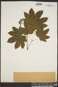 Acer circinatum image