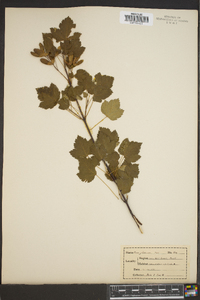 Acer glabrum image