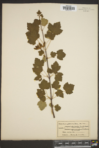 Acer glabrum image