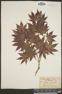 Acer palmatum image