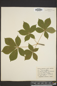 Aesculus glabra image