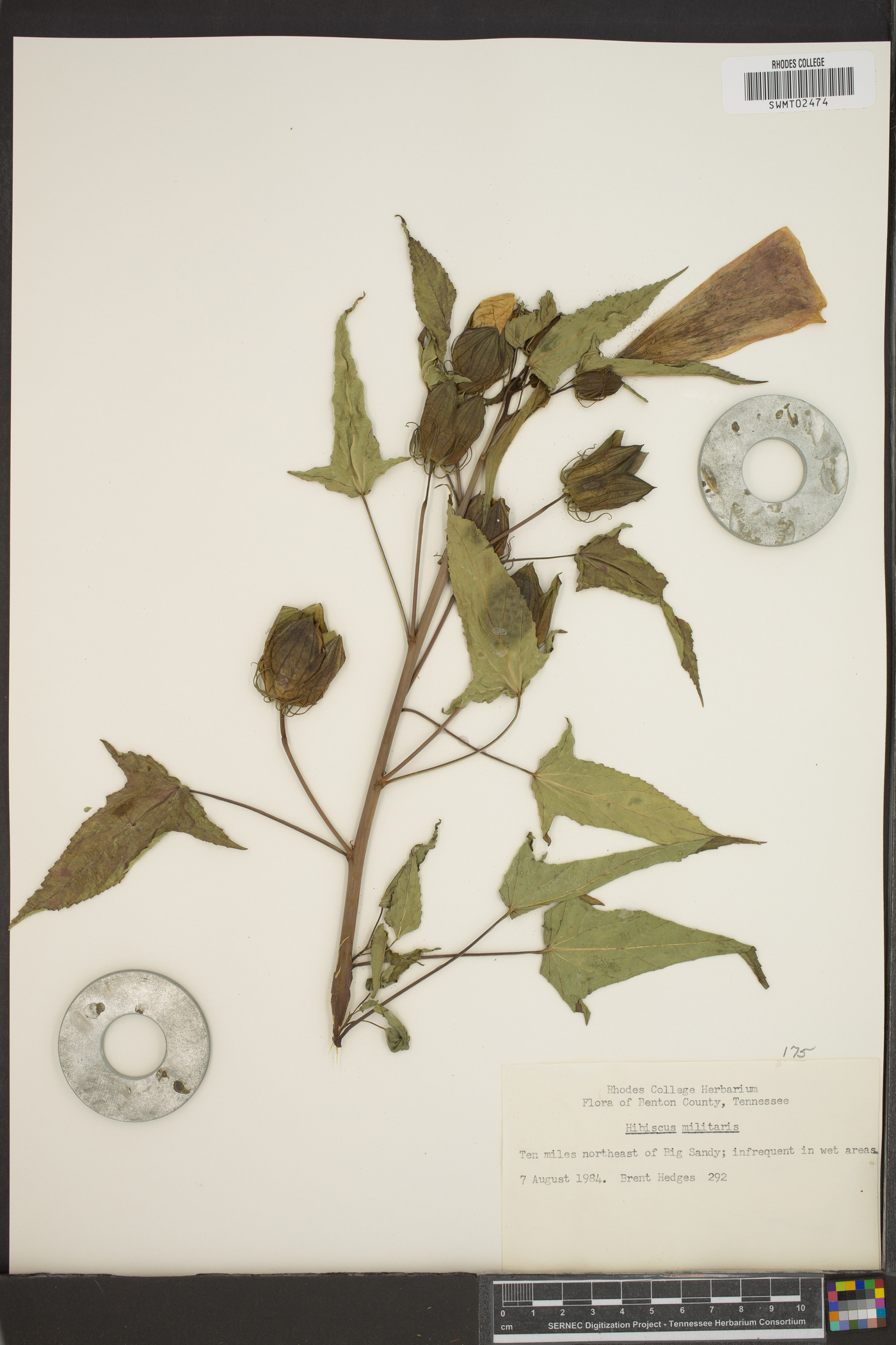 Hibiscus militaris image