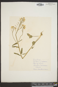 Cardamine bulbosa image