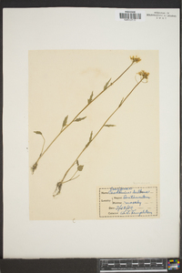 Cardamine bulbosa image