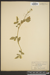 Roripa nasturtium image