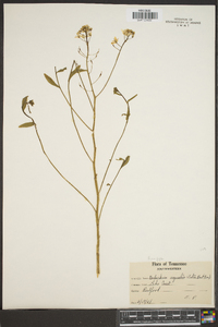 Neobeckia aquatica image