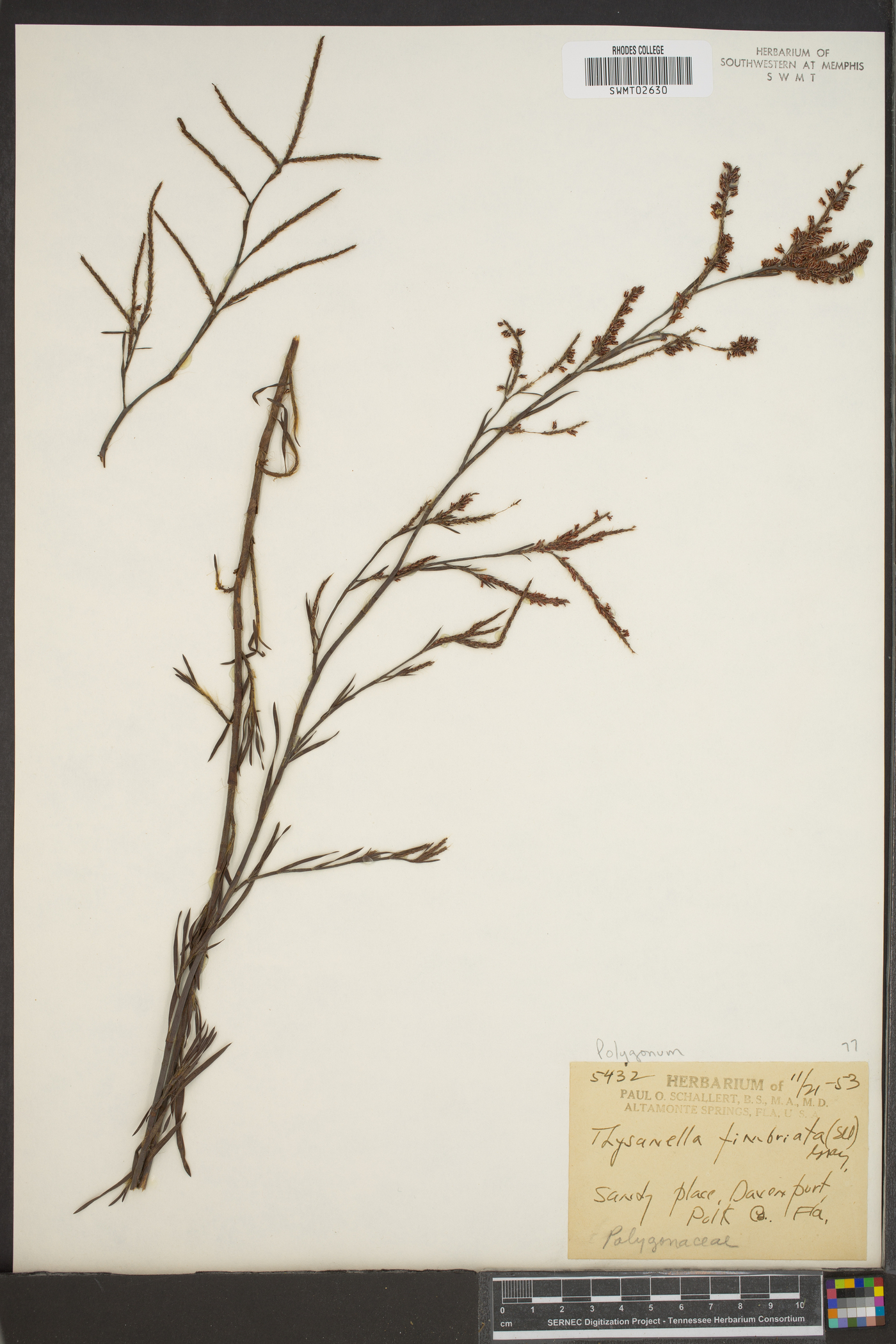 Thysanella fimbriata image