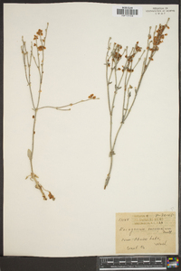 Eriogonum racemosum image