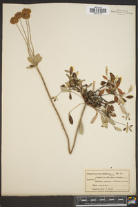 Eriogonum umbellatum var. majus image