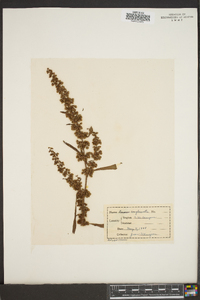 Rumex conglomeratus image