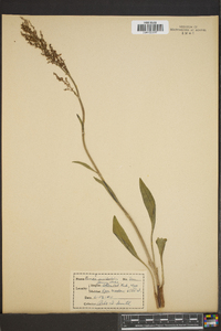 Rumex occidentalis image