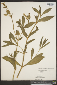 Silene latifolia image