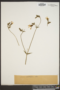 Silene latifolia image