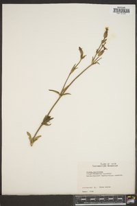 Silene noctiflora image