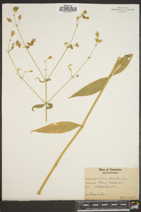 Silene stellata image