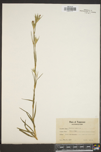 Image of Dianthus speciosus