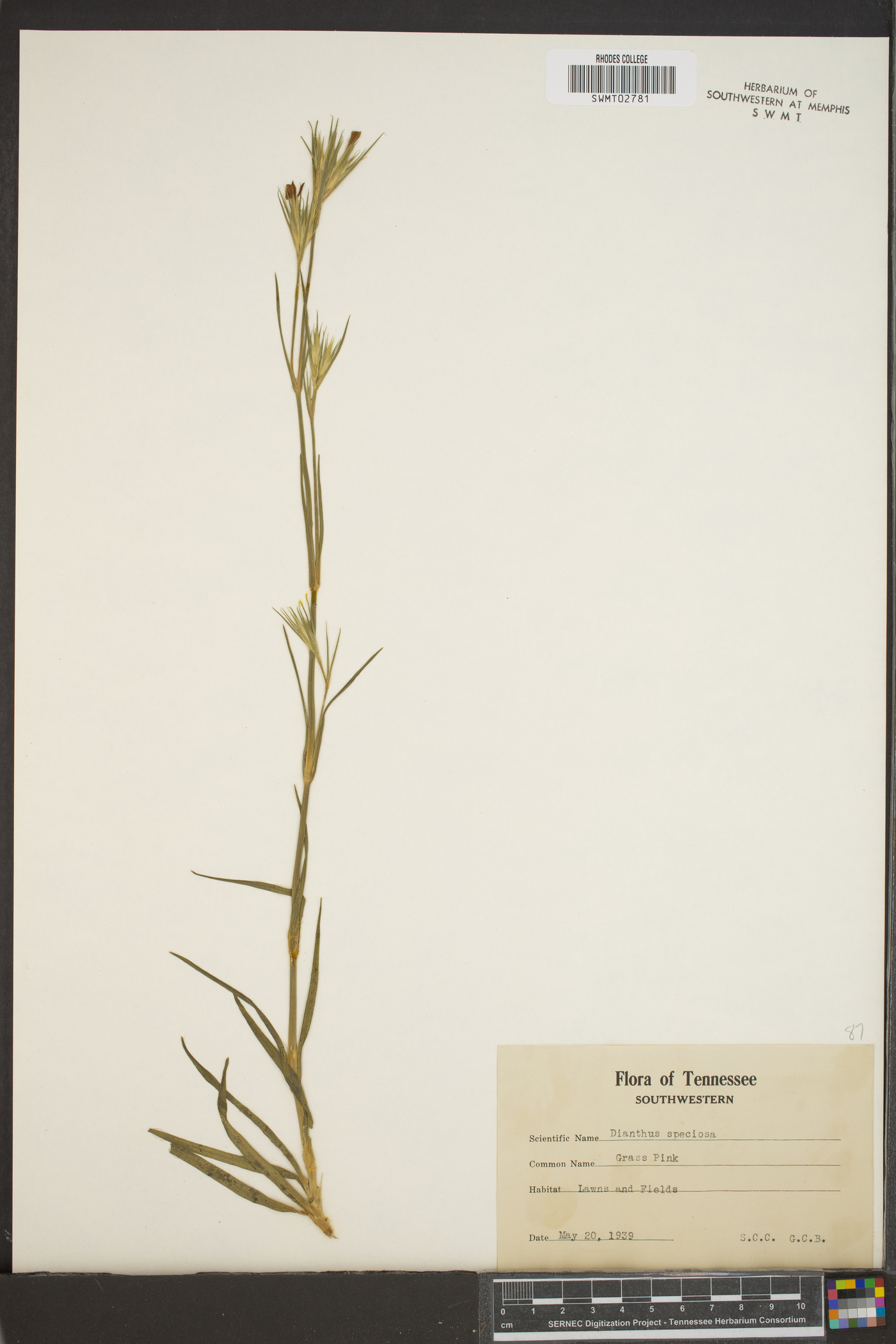 Dianthus speciosus image