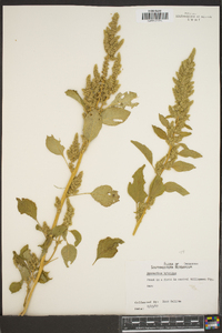 Amaranthus hybridus image