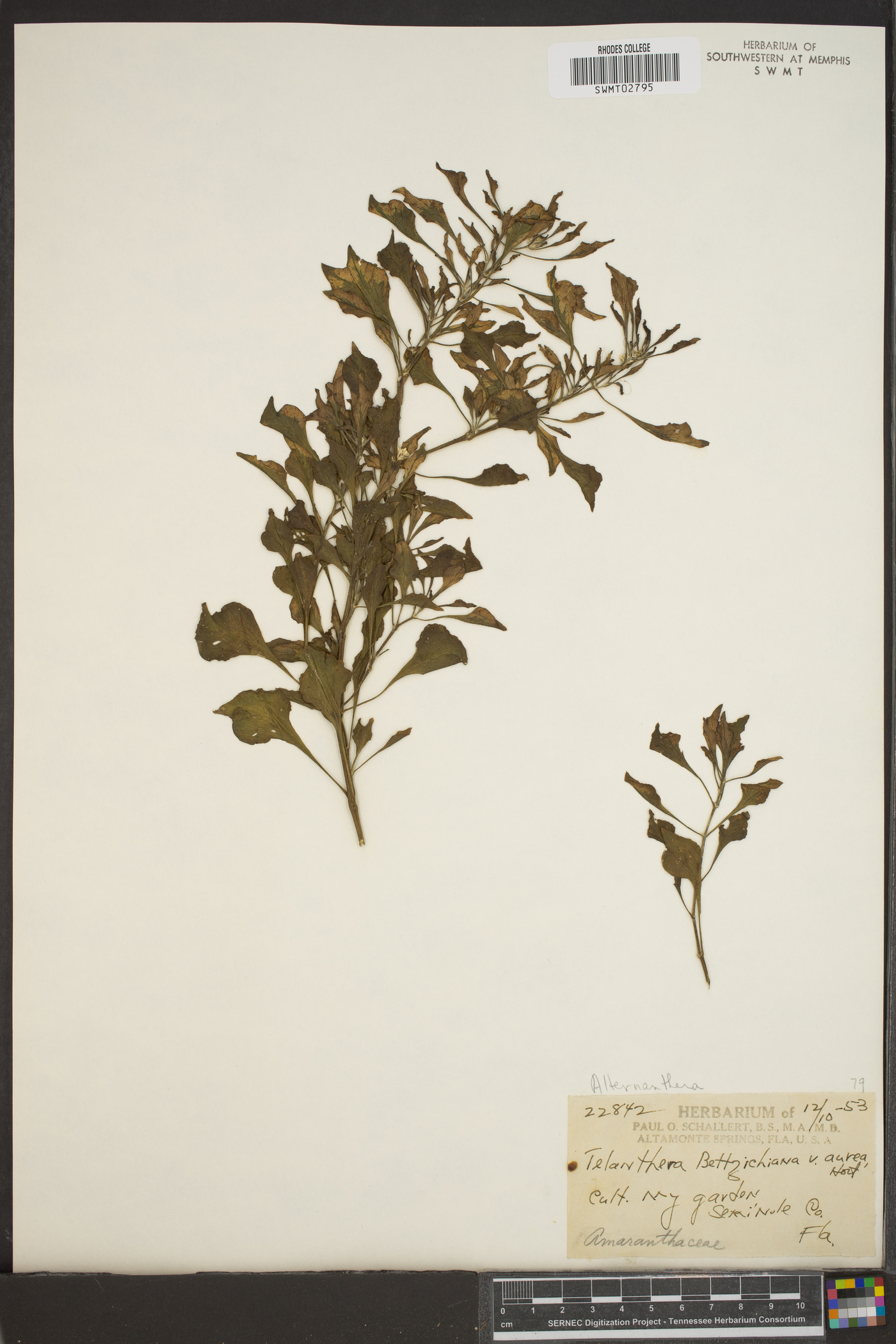 Alternanthera bettzichiana image