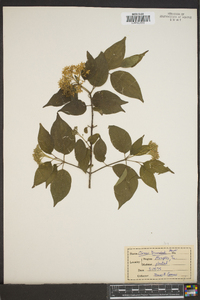 Cornus drummondii image