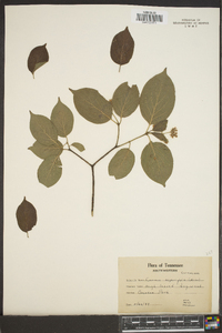 Cornus asperifolia image