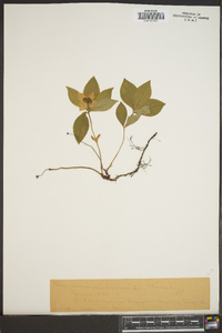 Cornus canadensis image