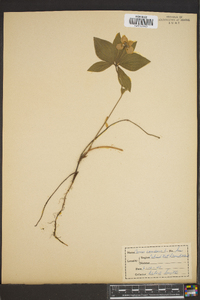 Cornus canadensis image